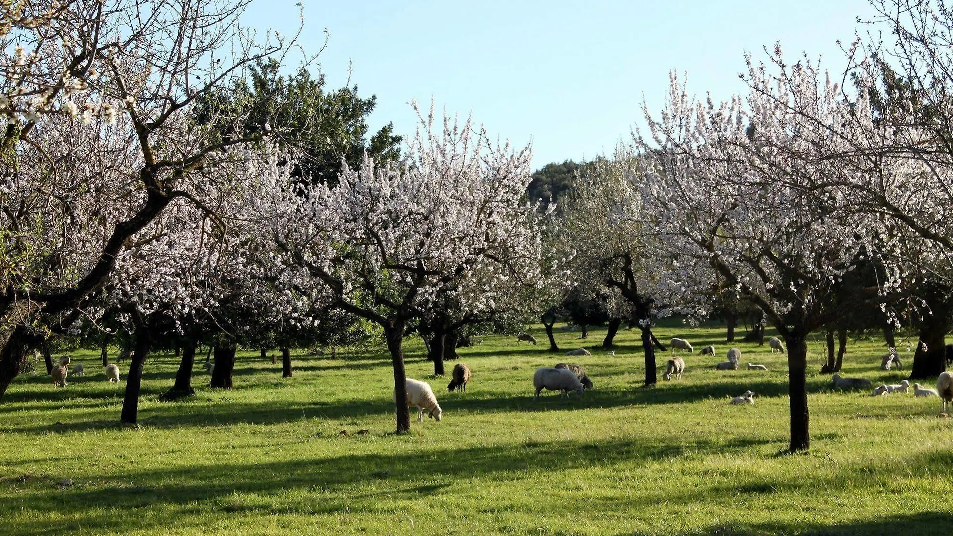 Monnaber Vell Hotel Campanet